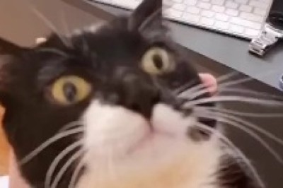 Videos Hilarious Kitty Chronicles: Watch this Cat Devour Everything in Sight!