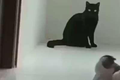 Wall Cat Chronicles: Hilarious Tale of a Cat's Unlikely Adventure!