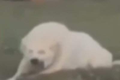 When Bark Meets Roar: The Hilarious Adventure of a Dog Who Thinks It's a Lion!