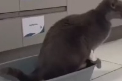 When Cats Become Home Improvement Experts: Hilarious Shower Renovation