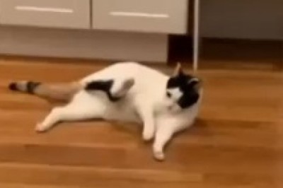 Whiskers & The Gravity Glitch: A Hilarious Tale of a Cat Defying Physics and Hilariously Sticking to the Floor!