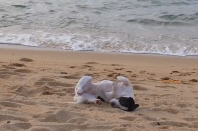 Beach Bound Belly Flop: The Hilarious Adventures of a Dog with a Sand-loving Soul!