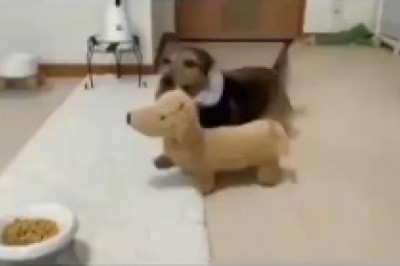 Dine, Wag, and Paw-ty: When a Dog Throws an Epic Feast for All His Fur-tastic Friends!