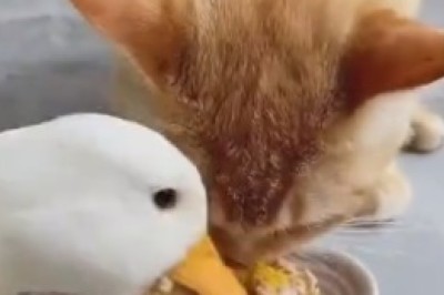 Duck and Cat Dining Delights: A Hilarious Feast of Friendship and Food!