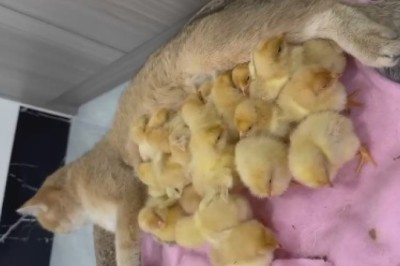 Feline Frenzy and Feathered Fun: Cats and Chicks Unleash Laughter in this Pawsitively Hilarious Video!