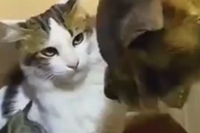 Hilarious Kitten vs. Dog Showdown: The Battle of the Tiny Titans Kitten vs. Dog