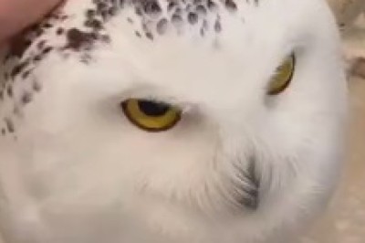 Hoot-tastic Hilarity: The Adventures of a Cute Owl that Will Leave You in Stitches!