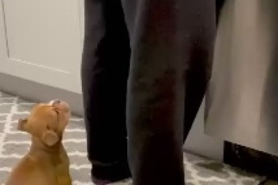 Hungry Small Dog: A Hilarious Adventure in Canine Cuisine!