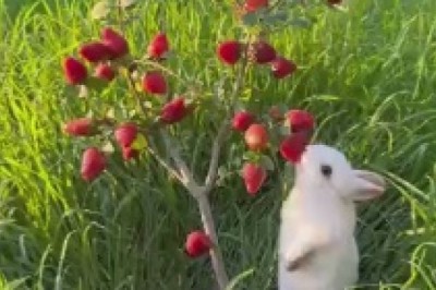Strawberry Shenanigans: Hilariously Adorable Small Rabbits Devouring Delightful Berries in a Field!