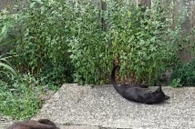 The Epic Cat Showdown: A Hilarious Tale of Two Cats