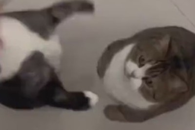 The Hilarious Misadventures of Whiskers: An Epic Journey in Cat Agility Training Gone Wild!