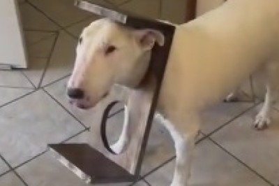 The Hilarious Tale of the Doggy Dilemma: One Dog's Journey From Sticky Situation to Laugh-Out-Loud Rescue