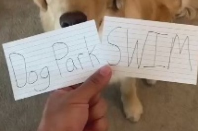 The Incredible Canine Scholar: Hilarious Video of a Dog Understanding Writing on Paper!