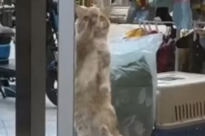 Twinkle Toes: A Hilarious Spectacle of a Cat Grooving Behind Glass!