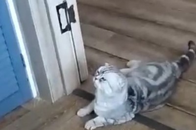 Feline Maestro: A Hilarious Symphony of Musical Cats!