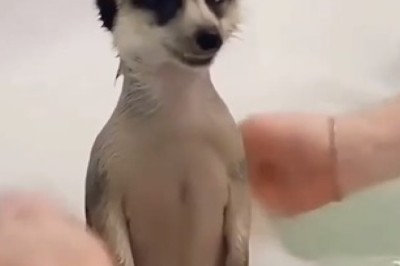 Meerkat Meltdown: Hilarious Hijinks in the Shower!