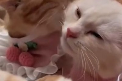 Pawsitively Hilarious: A Cat and Her Zany Companion