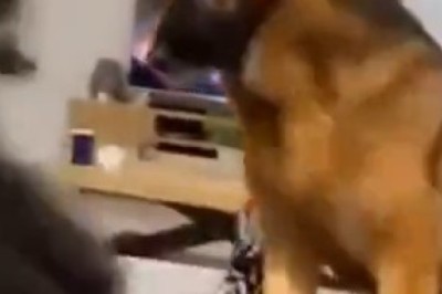 Pawsome Showdown: Dog vs Cat - The Ultimate Comedy Battle!