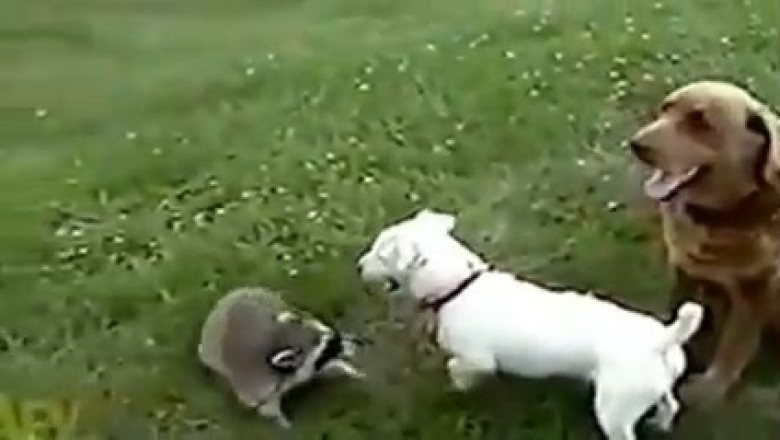 Racoons &amp; Woofers: Unlikely Allies with Hilarious Antics!