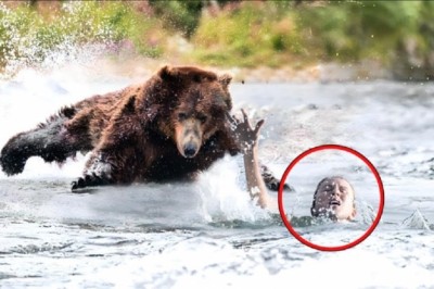 Swim for Survival: Woman's Encounter with a Surprising Heroic Bear Leaves Everyone in Shock