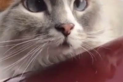 Cat-tastic Comedy: A Hilarious Viking Cat Takes the Internet By Storm!