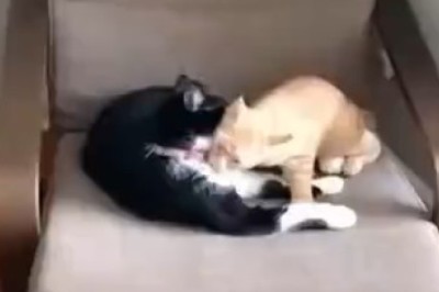 Hilarious Compilation: Cats' Frightful Reactions That Will Make You LOL!