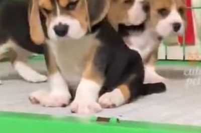 Unbelievably Cute Small Dogs will Make Your Heart Explode with Joy!