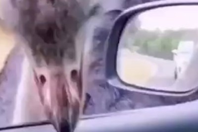 Feathered Felon: Watch as Hilarious Ostrich Becomes a Phone Thief!