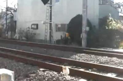 Feline Wonder: Unbelievable Cat Survives Lightning-Fast Train Adventure!