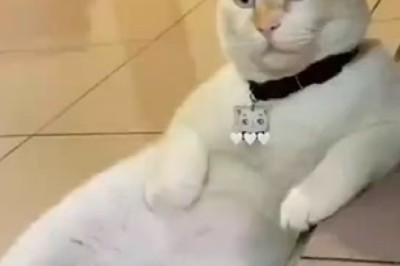 Hilarious Homebody: Meet the Mischievous House Lady Cat!