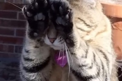 Prepare for Cuteness Overload: These Pretty Cats Will Melt Your Heart!