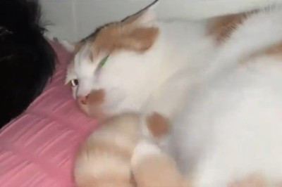 Cat Nap Chronicles: Witness the Hilariously Epic Slumber Adventures of the Sleepiest Kitty!