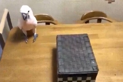 Feathers and Whiskers: Watch This Clever Parrot Unleash the Funniest Magic Trick on its Feline Friend!