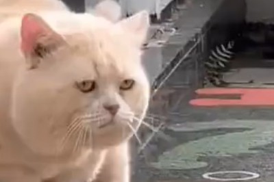 The Big Paw-ty: Watch this Hilariously Hungry Cat Take on Food like a Boss!