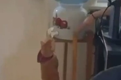 The Meowntain Dew Challenge: Hilarious Cat Goes to Extremes to Quench Its Thirst!