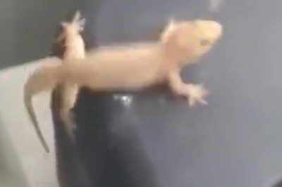 Unbelievable! Tiny Chameleon's Hilarious Misadventure in a Washing Machine! 🦎🌀