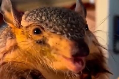 Armazingly Adorable Armadillo's Outrageously Delighted Dance Takes the Internet By Storm!