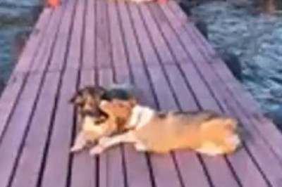 Hilarious Chaos Unleashed: Watch Two Dogs Turn a Peaceful Lake into a Wild and Wacky Water Wonderland!