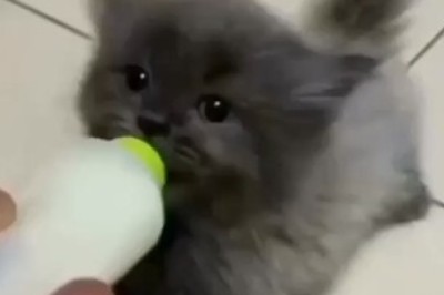 Purrfectly Hilarious: Watch This Adorable Kitten Sip Milk in the Most Adorably Silly Way!