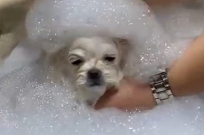 Adorable Chaos Unleashed: Small Dog Barber Shop Takes Grooming to Hilarious New Heights!