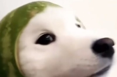 Born to Be Wild: Hilarious Dog Shows Off His Badass Biker Skills with a Motorcycle Helmet!