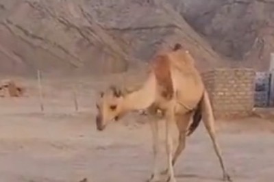 David vs Goliath: Unbelievable Encounter as Fearless Pooch Takes on a Giant Camel!