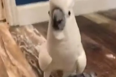 Feathered Fishing Frenzy: Parrot's Hilarious Antics Will Leave You Hooked!
