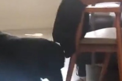 Hilarious Battle of Tails: Dog Pulling Cat - Who Will Be the Champion?