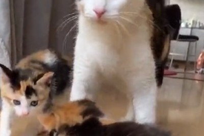 Prepare for a Cuteness Overload: Unforgettable Moments with a Cat and Her Adorable Babies!