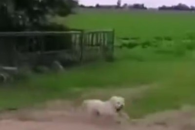 Unleashing Hilarious Paw-some-ness! Watch as this Dazzling Dog Dazzles with Jaw-Dropping Moves!