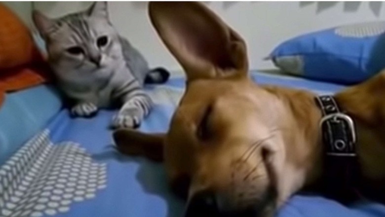 The Hilarious Viral Video of a Farting Dog and a Startled Cat