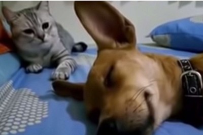 The Hilarious Viral Video of a Farting Dog and a Startled Cat