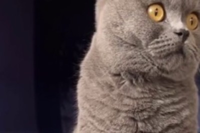 Cat-astrophic Beauty Blunders: When Fluff Meets Makeup!