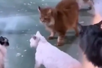 Cat Fight of the Century! Hilarious Feline Feud Goes Paw-to-Paw!
